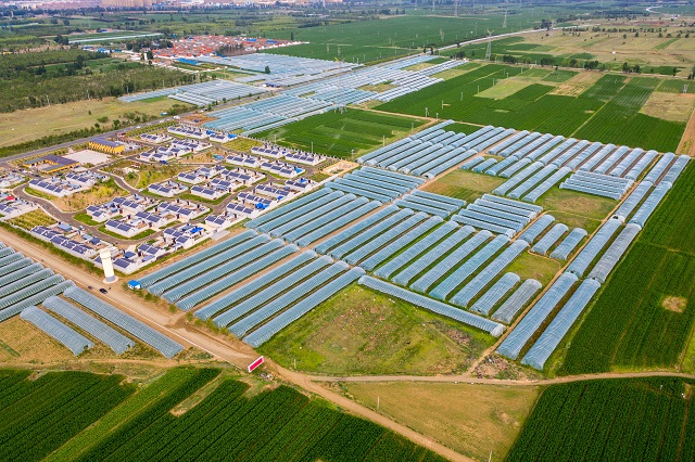 以建设农业强县为目标 以夯实现代农业为愿景 阳高县现代农业高质量发展提质增效