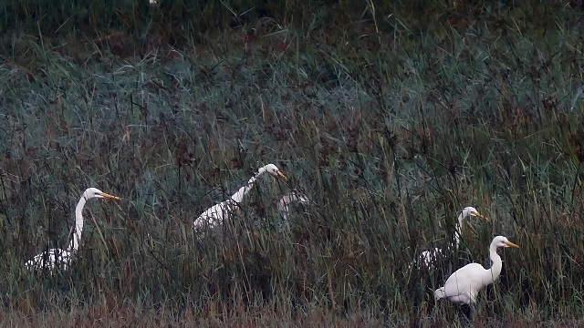 黄嘴白鹭现身阳高白登河湿地
