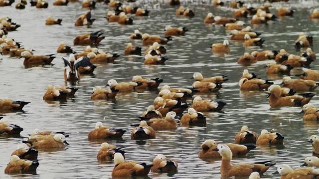 阳高：“老朋友”赤麻鸭又到白登河