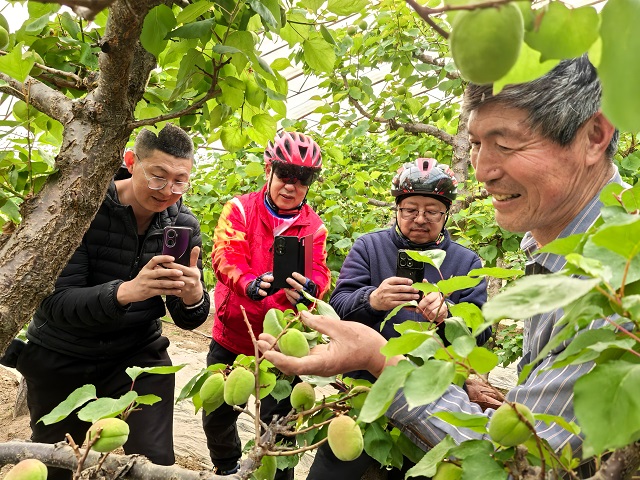 阳高县李平：青杏藏青涩  游人拥暖棚