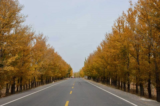 公路披金辉 秋景美如画